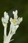 Longleaf buckwheat